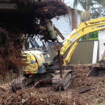 Bamboo infestation removed